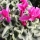 How to Care for a Cyclamen
